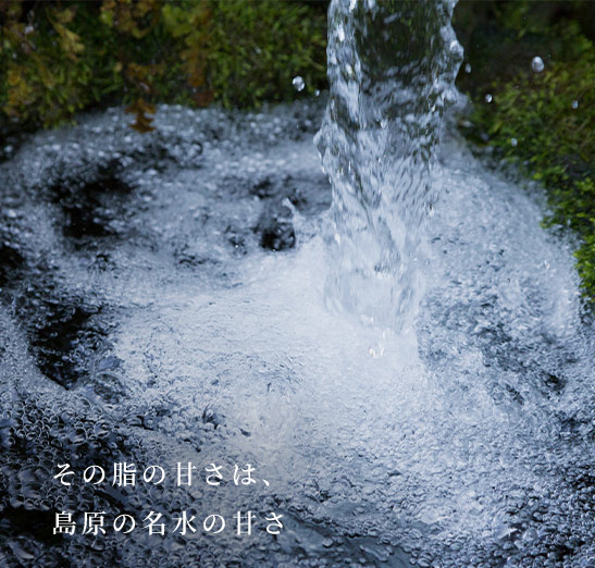 その脂の甘さは、島原の名水の甘さ